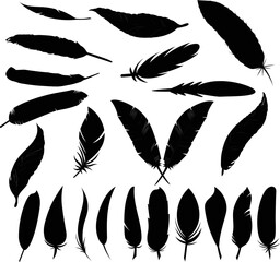Vector illustration of bird feathers
