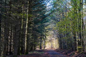 Bei Trippstadt- Karlstalschlucht-Pfalz im Herbst