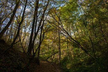 forest in the morning