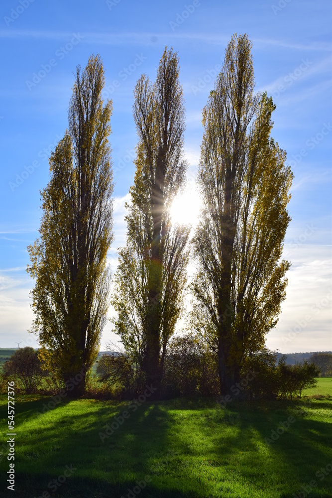 Poster herbstliche zypressen