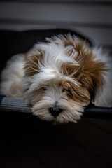Lhasa apso puppy 