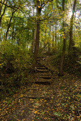 path in autumn forest