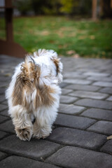 Lhasa apso puppy 