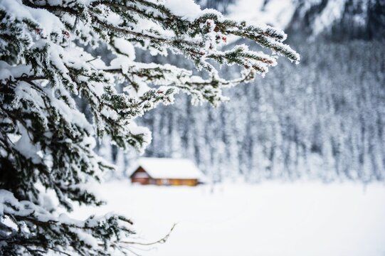 Selective focus shot of fir branches covered in snow on house and winter forest blurred background
