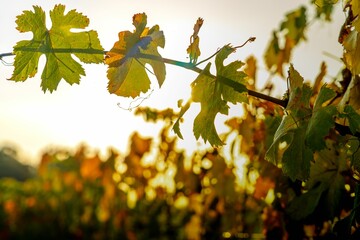 Closeup of a branch with fresh green grape leaves under the sunlight