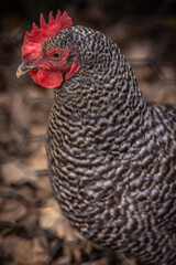 chicken