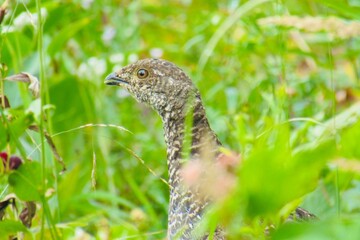 Selective focus shot of grouse in the field
