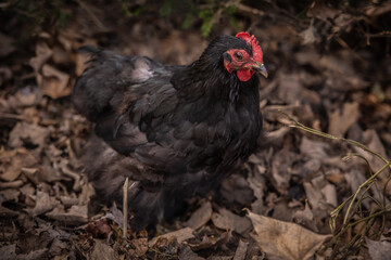 chicken