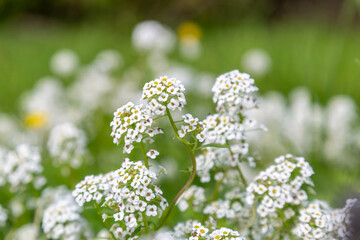 A close up of sweet alyssum flowers in late summer