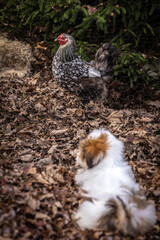 Lhasa apso puppy with chicken