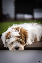 Lhasa apso puppy 