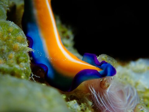 Macro shot of flatworms (Pseudobiceros) in the ocean water near corals