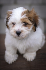 Lhasa apso puppy