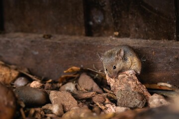 Rat sitting on a stone in a dirty place