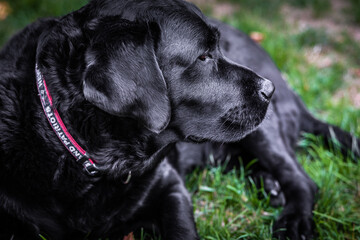 black labrador retriever
