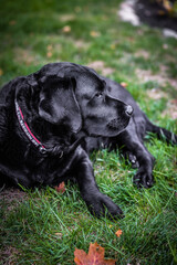 black labrador retriever