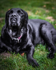 Fototapeta premium black labrador retriever