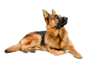 Cute German Shepherd Laying on White Background and Looking Up. Service or Working Male Dog Isolated on White Background