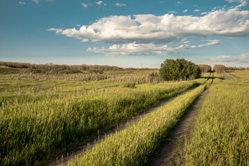 field and blue sky