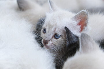 Gatto bianco cucciolo gattino cucciolata occhi azzurri mamma gatta che allatta