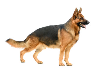 German Shepherd Standing on the White Background. Service or Working Male Dog Isolated on White Background.