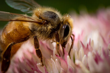 bee on pink flower