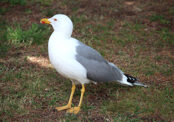 Seagull parked in the park on a spring day.