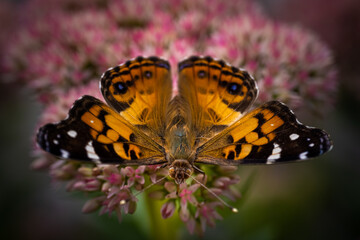 Obraz premium Butterfly on pink flower