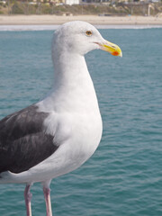 Profile of a seagull on the San Clemente Pier in Orange County, California, USA