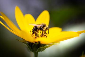 bee on yellow flower