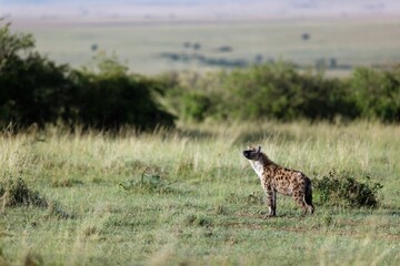Hyena sniffing for food in grassland