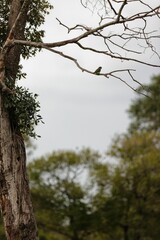 Parrot perching on tree branch