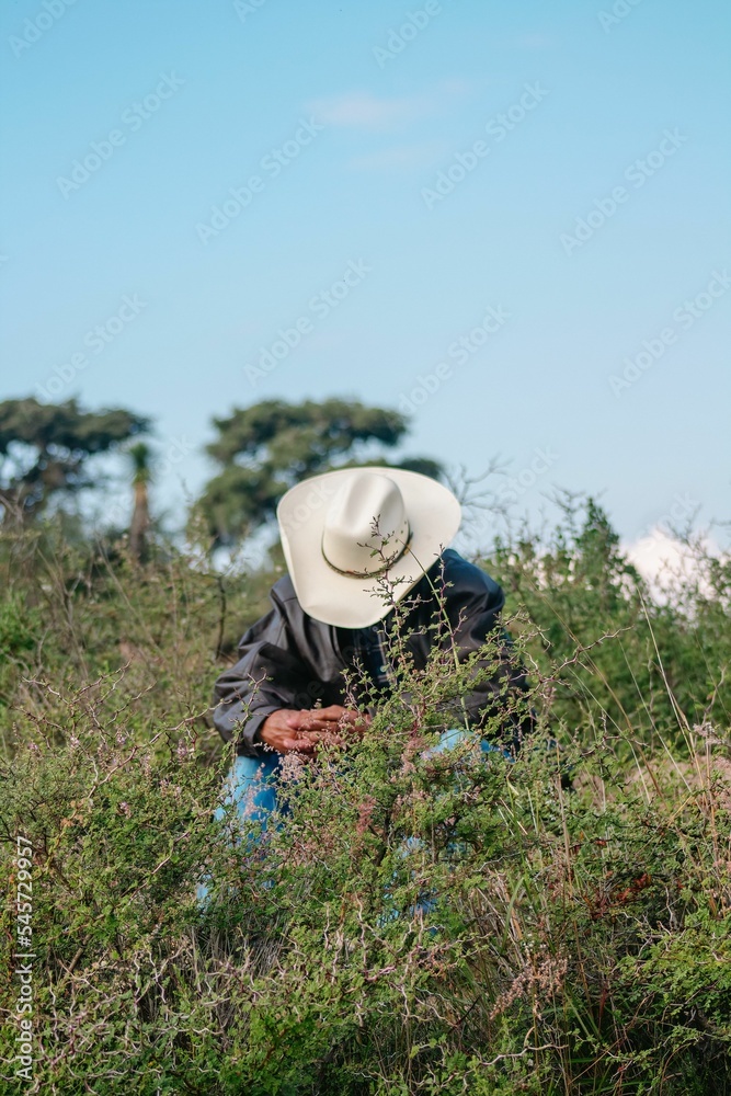 Canvas Prints man wearing a white cowboy hat and looking down while sitting in a green field