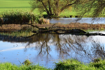 kleiner Sumpfsee im Herbst