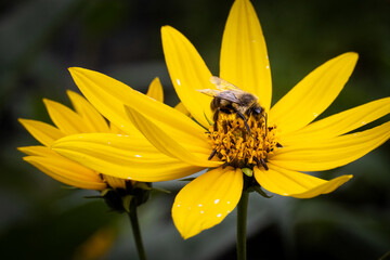 bee on a flower