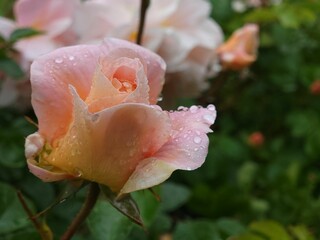 Selective focus of a light pink rose flower with dew drops