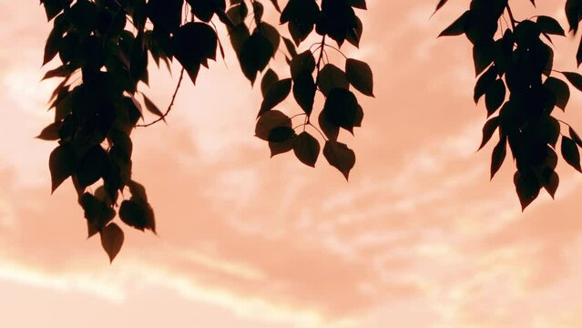 Tree leaves in beautiful sunset light