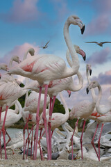 low angle view of a greater flamingo and its flock standing against romantic evening sky