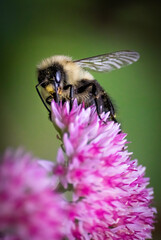 bee on a flower