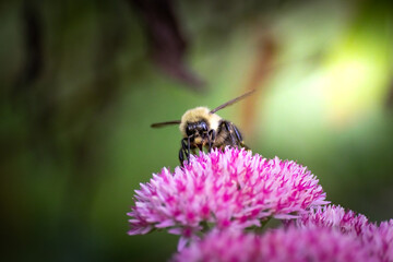 bee on a flower