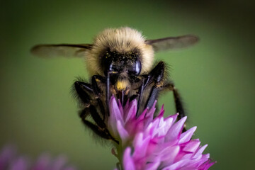bee on a flower
