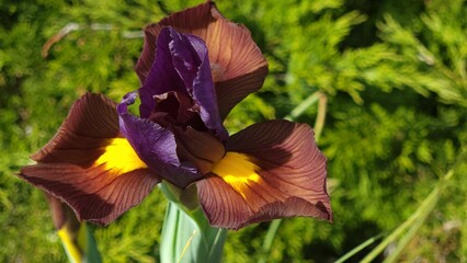 Selective focus of a fall Dutch iris (Iris hollandica) flower