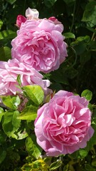 Obraz premium Vertical shot of light pink Rosa 'Gertrude Jekyll' flowers on a shrub