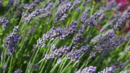 Selective focus of English lavender (Lavandula angustifolia) flowers in a garden