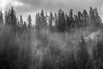 High-angle grayscale of a foggy pine forest with high trees against cloudy sky