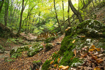 Naklejka premium the hiking way in the forest on Hungarian hills