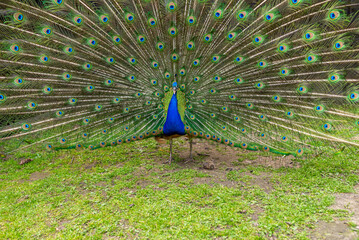Obraz premium Beautiful adult peacock showing his amazing colorful tail