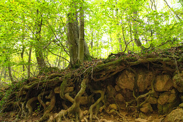 tree roots underground on hills