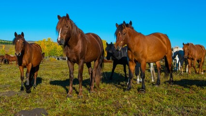 Low-angle closeup of a brown horse herd in the field against clear sky