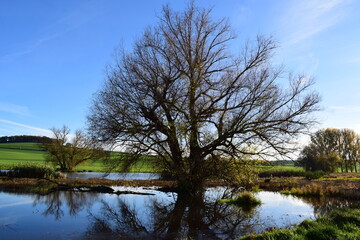 fast kahler Sumpfbaum